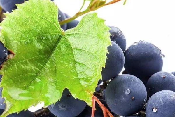 葡萄樹苗品種好