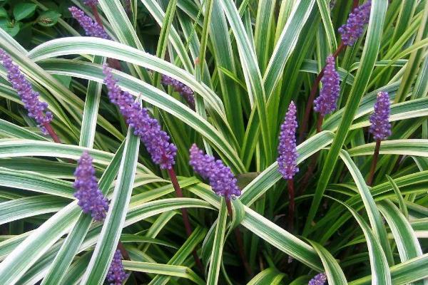 麥冬種植技術及畝收益