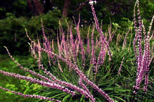 麥冬種植技術及畝收益
