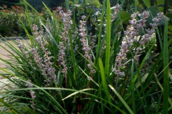 麥冬種植技術及畝收益