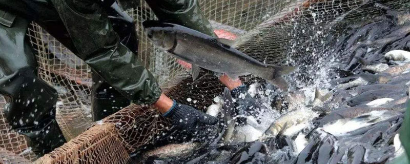 魚塘畝產量,高達千斤以上