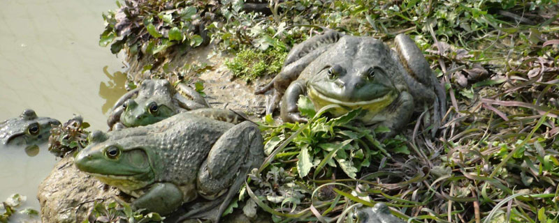 牛蛙吃什么飼料