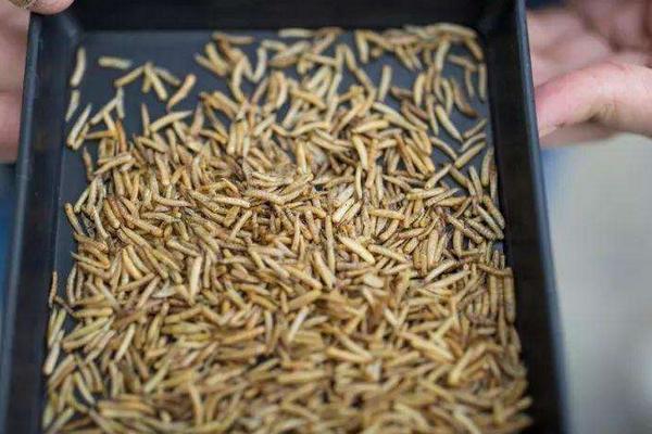 牛蛙吃什么飼料