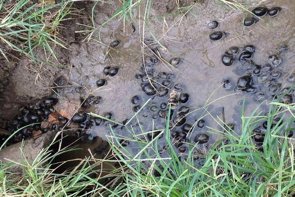 牛蛙吃什么飼料