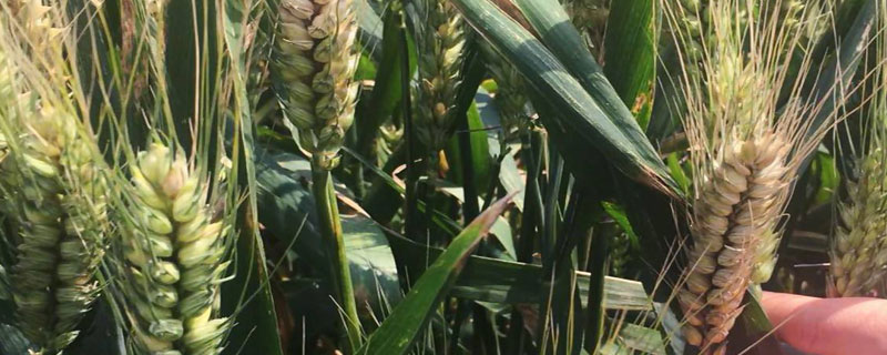 小麥赤霉病防治時間，染病初期進行較好