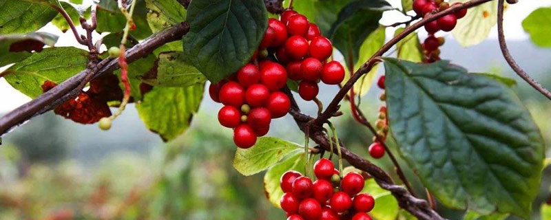 五味子種植技術及收益
