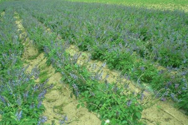 種丹參用什么肥料