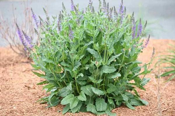 種丹參用什么肥料