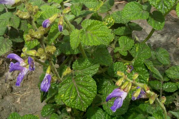 種丹參用什么肥料