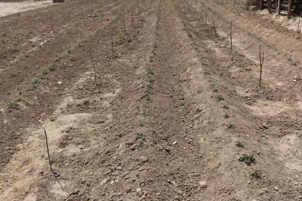 種丹參用什么肥料