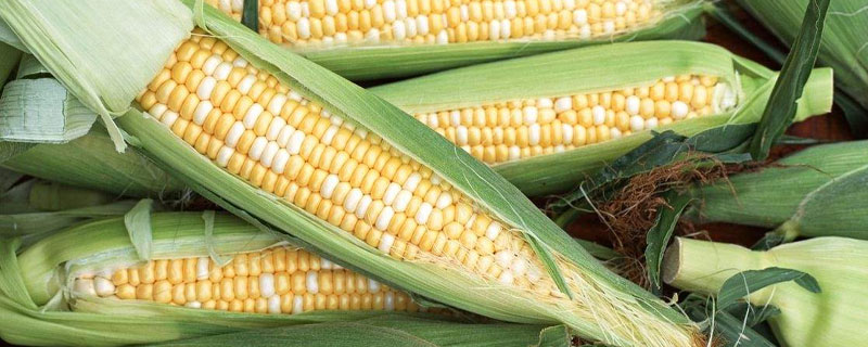 水果玉米種子哪里買