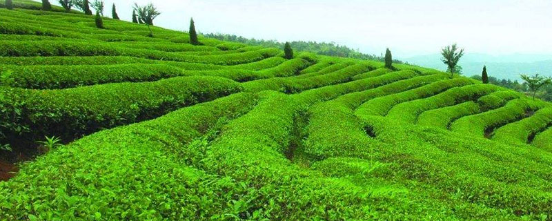 農業種植什么項目前景好賺錢多