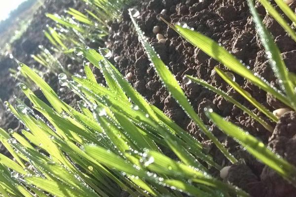 小麥的管理技術要點