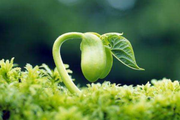 愛多收控旺的使用方法