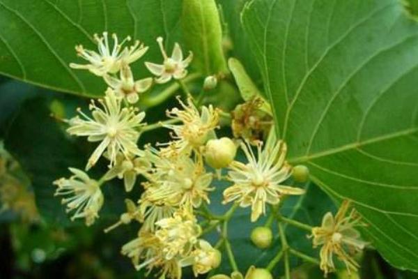 愛多收控旺的使用方法