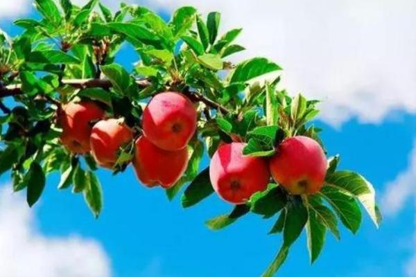 愛多收控旺的使用方法