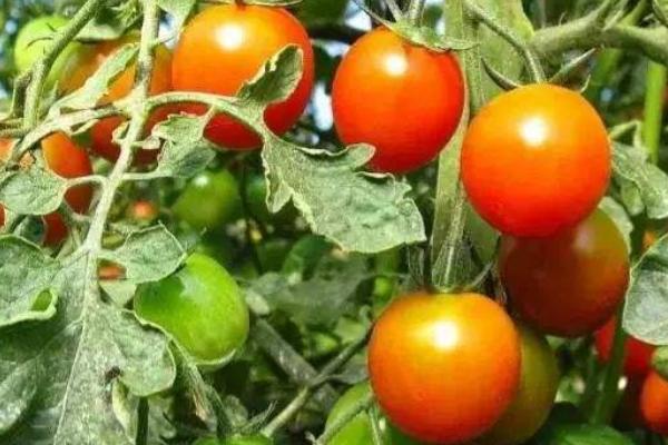 愛多收控旺的使用方法