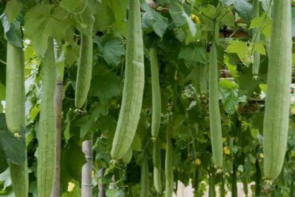 露地絲瓜種植技術