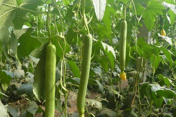 露地絲瓜種植技術