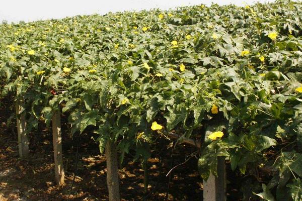 露地絲瓜種植技術