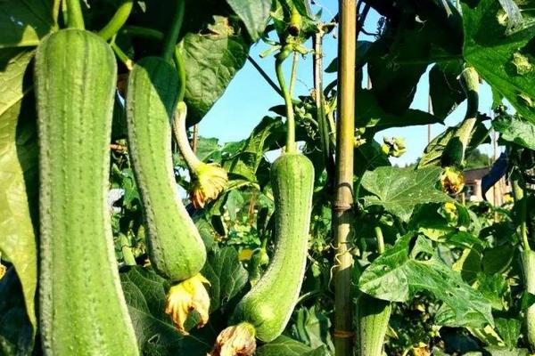 露地絲瓜種植技術