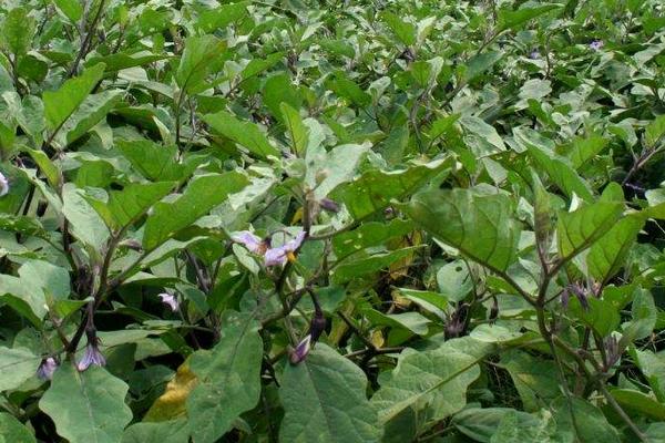 露天茄子畝產多少斤