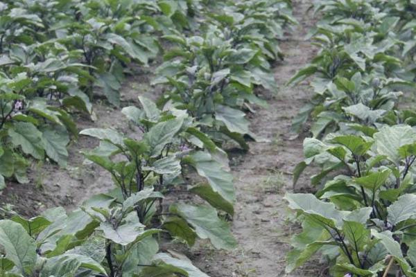 露天茄子畝產多少斤