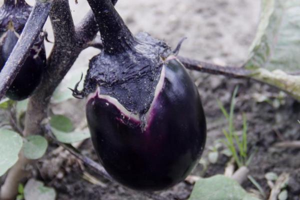 露天茄子畝產多少斤