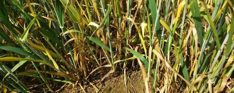 小麥葉尖發黃是什么原因？怎么處理