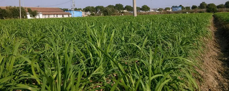 老韭菜幾月移栽