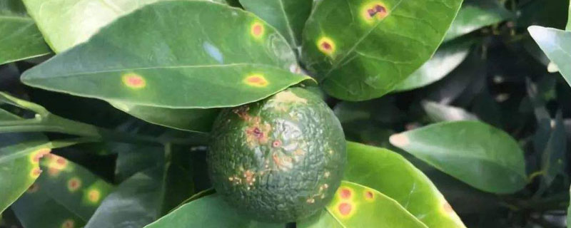 松脂酸銅復配禁忌及作用