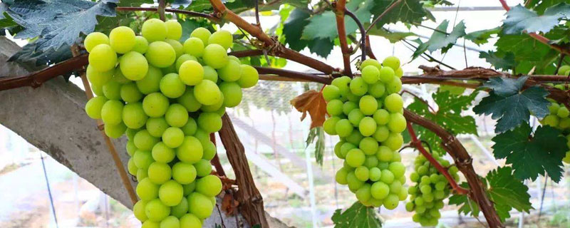 葡萄樹苗哪個品種好