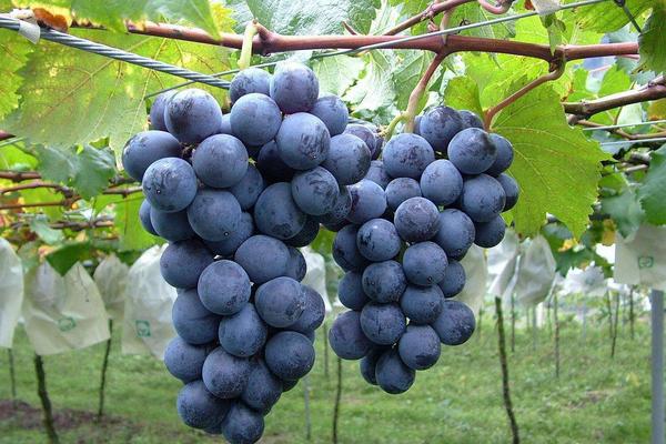 葡萄樹苗哪個品種好