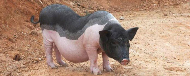 懷孕母豬可以打豬瘟疫苗嗎