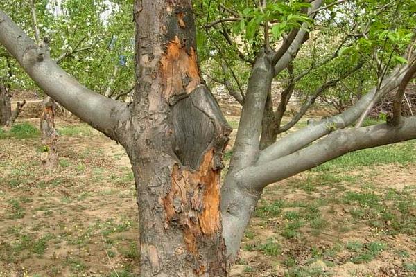 果樹腐爛病特效藥