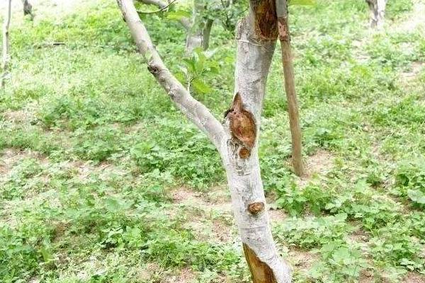 果樹腐爛病特效藥