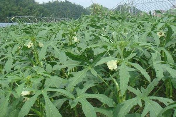 秋葵育苗方法和時間