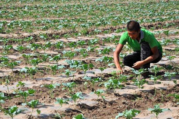 秋葵育苗方法和時間