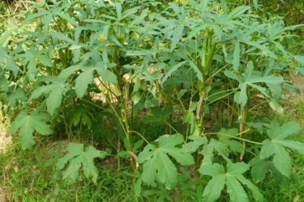 秋葵育苗方法和時間