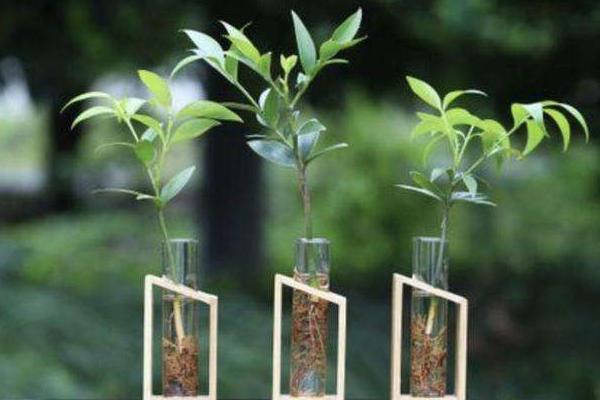 怎么進行家庭無土栽培