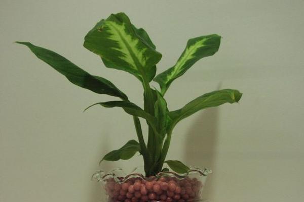 怎么進行家庭無土栽培