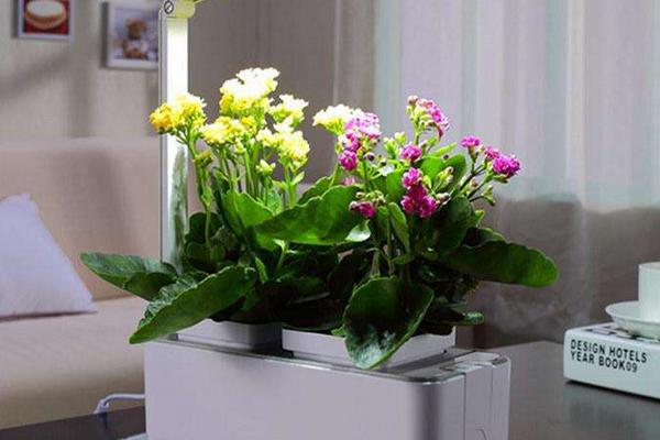 怎么進行家庭無土栽培