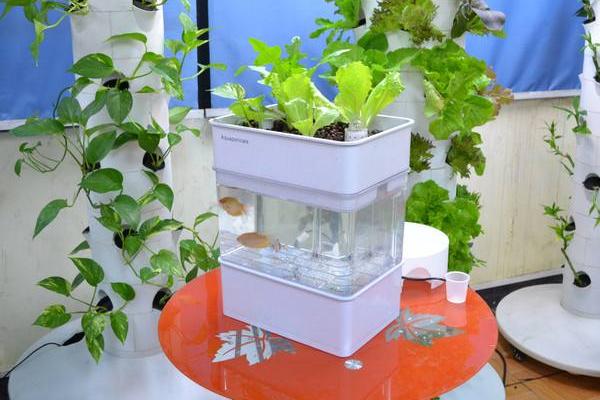 怎么進行家庭無土栽培