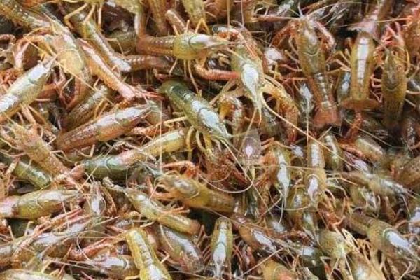 小龍蝦苗在哪里有