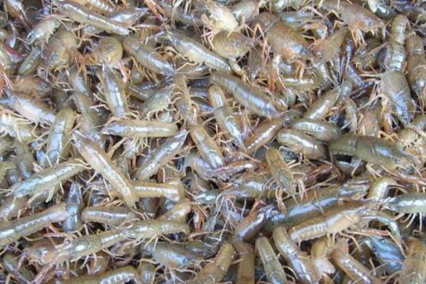 小龍蝦苗在哪里有