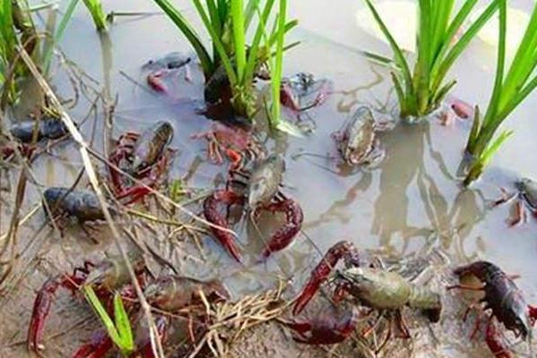 小龍蝦苗在哪里有