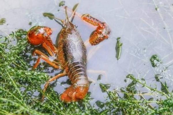 小龍蝦苗在哪里有