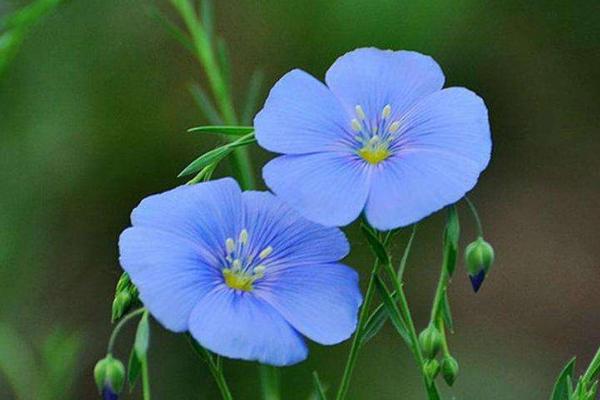 藍花亞麻的種植方法