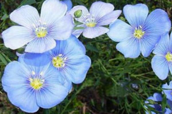 藍花亞麻的種植方法