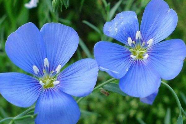 藍花亞麻的種植方法